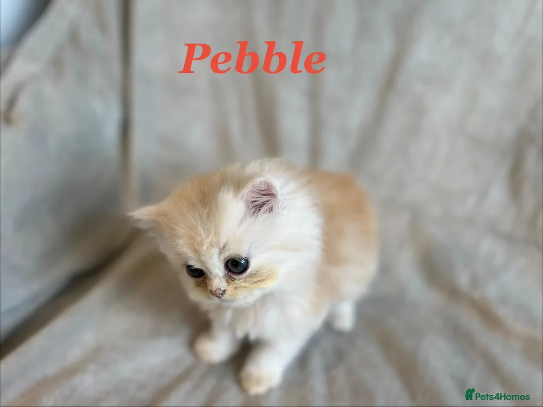 Persian cats for sale: 5 Beautiful Pure Persian Kittens - Advert 2