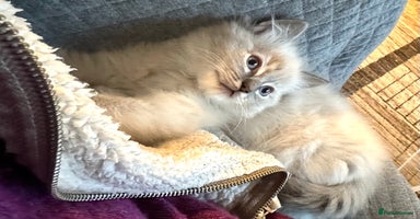 Ragdoll cats - Advert 14