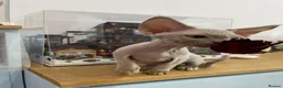 Devon Rex cats for sale: beautiful Devon Rex kittens  - Advert 12