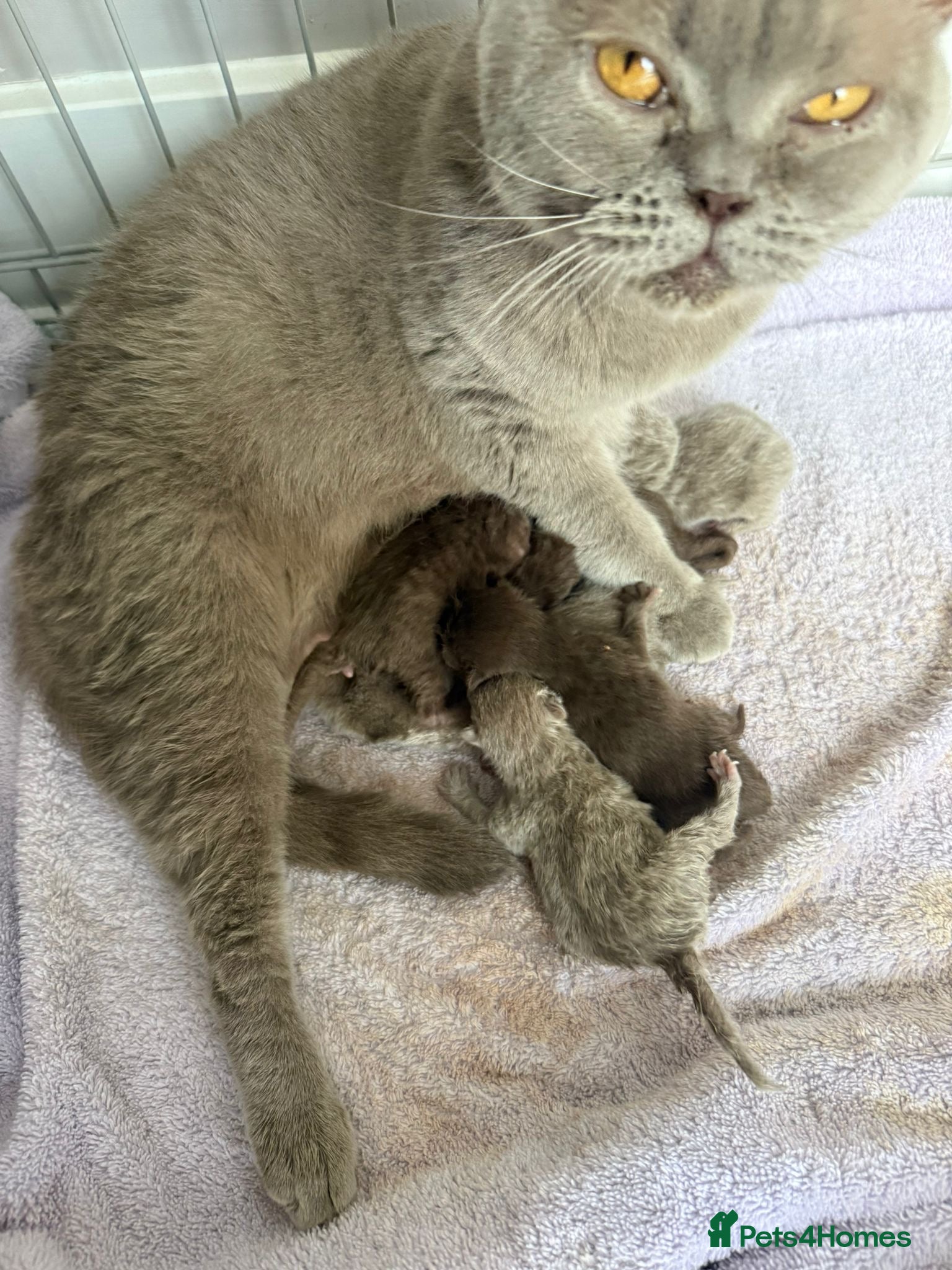 British Shorthair cats for sale: Lilac & Chocolate British shorthair kittens  - Advert 3