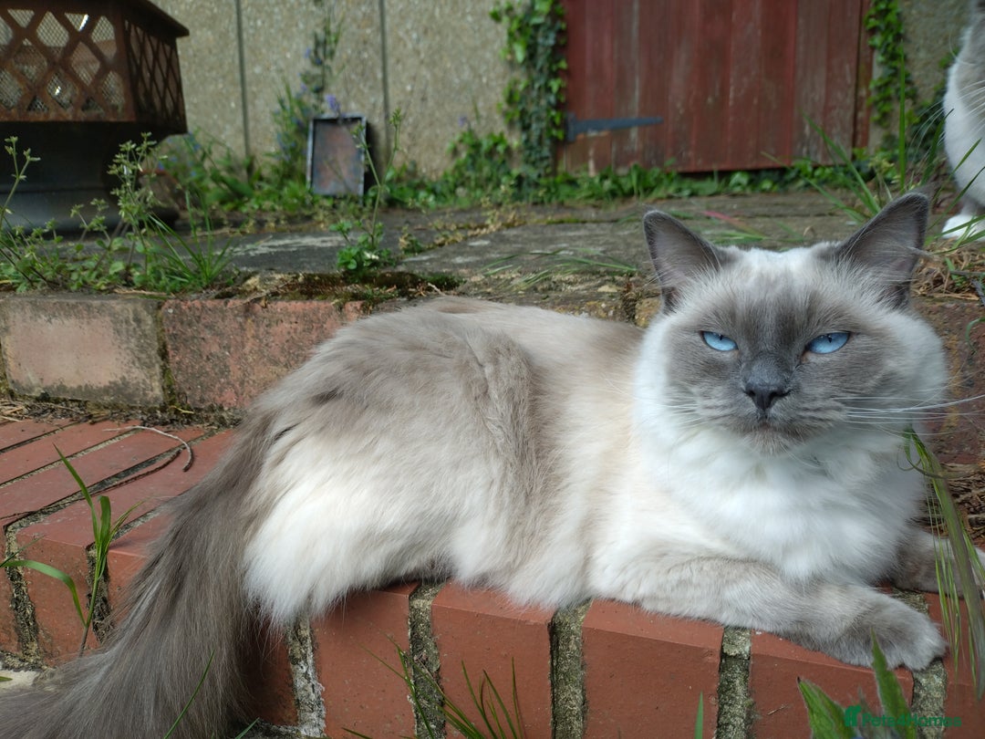 Ragdoll cats for sale: Blue point purebred ragdoll girl  - Image 23
