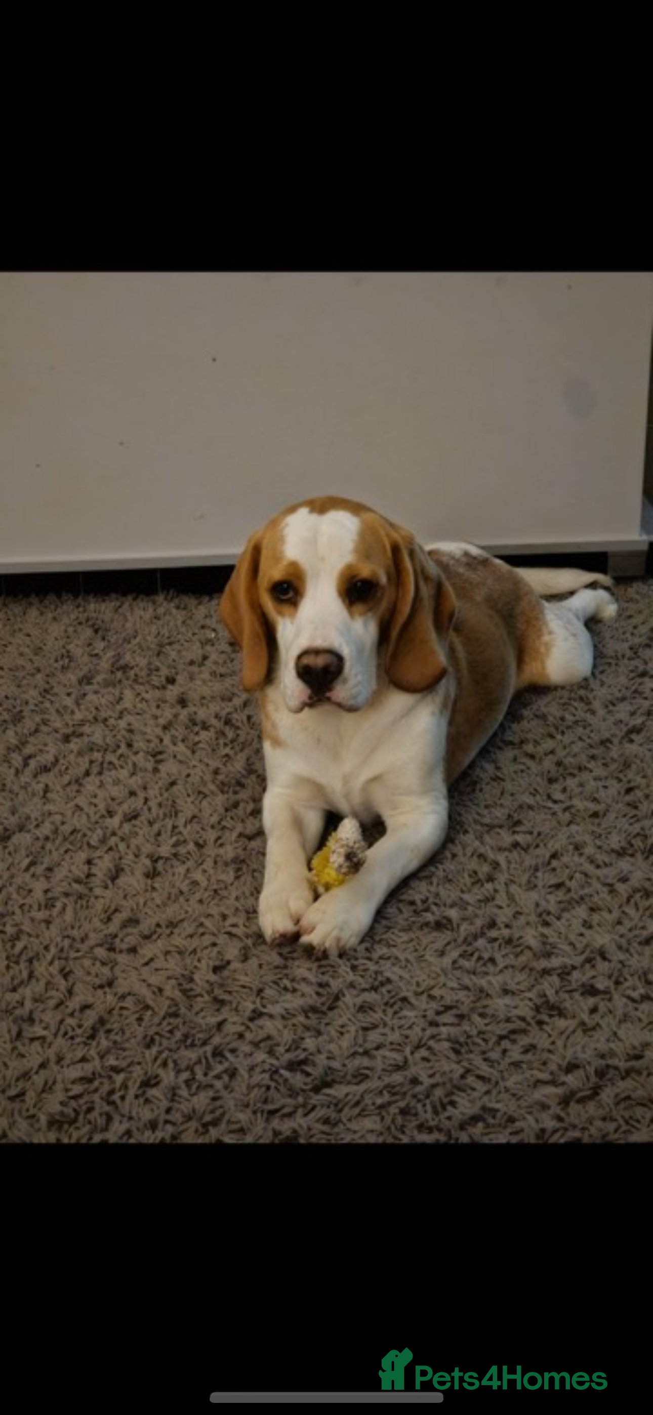 Beagle dogs White and Tan Beagle for Stud ONLY in Huddersfield - Advert 1