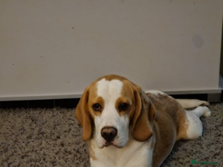 Beagle dogs in Huddersfield - Advert 1