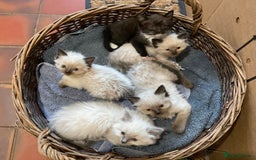Ragdoll cats for sale: Lovely Kittens - Image 3