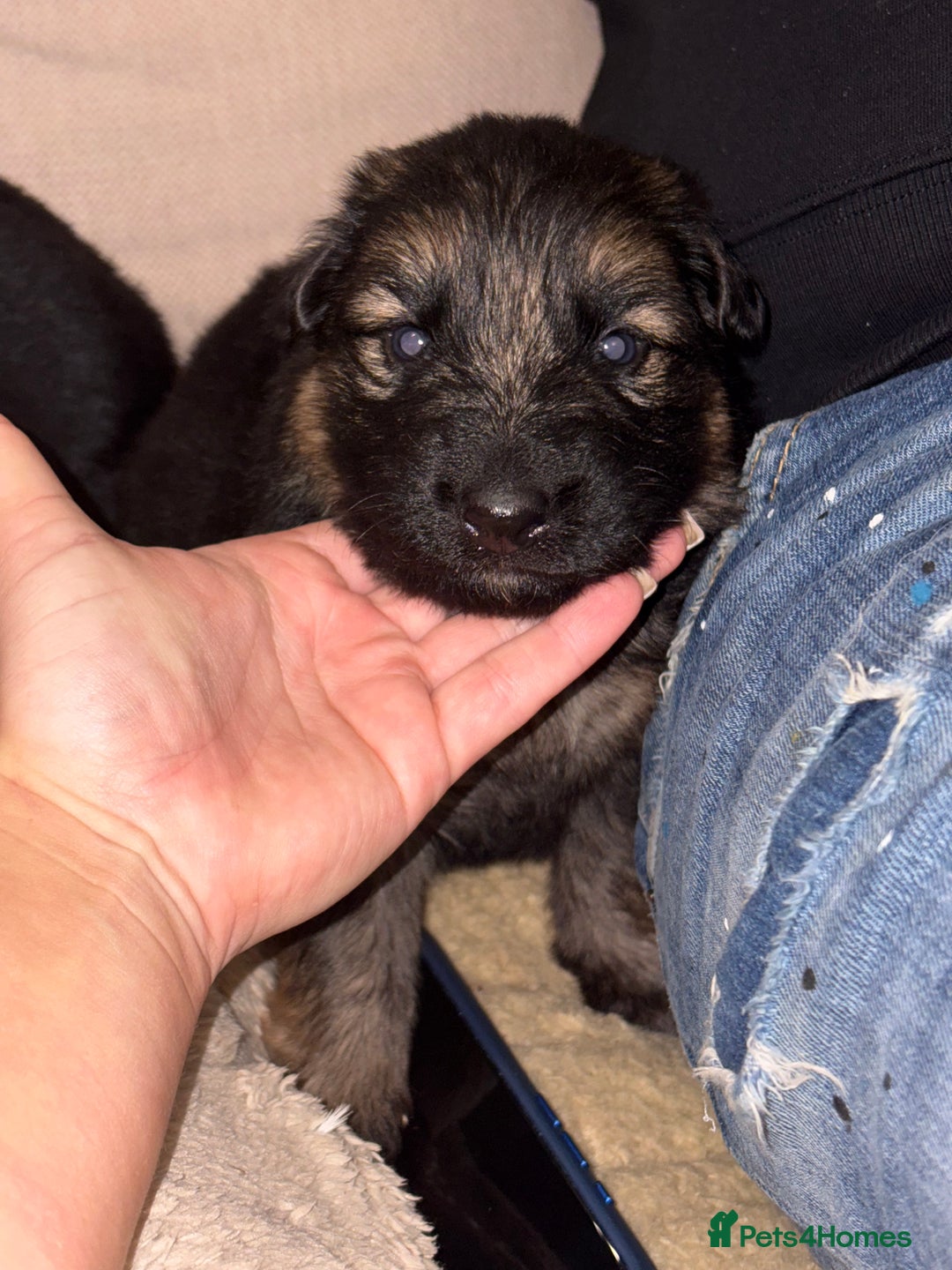 German Shepherd dogs for sale: Family reared GSD pups.  - Advert 24