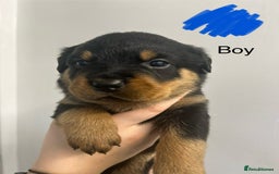 Rottweiler dogs for sale: 8 Chunky Rottweiler puppies for sale - Image 6