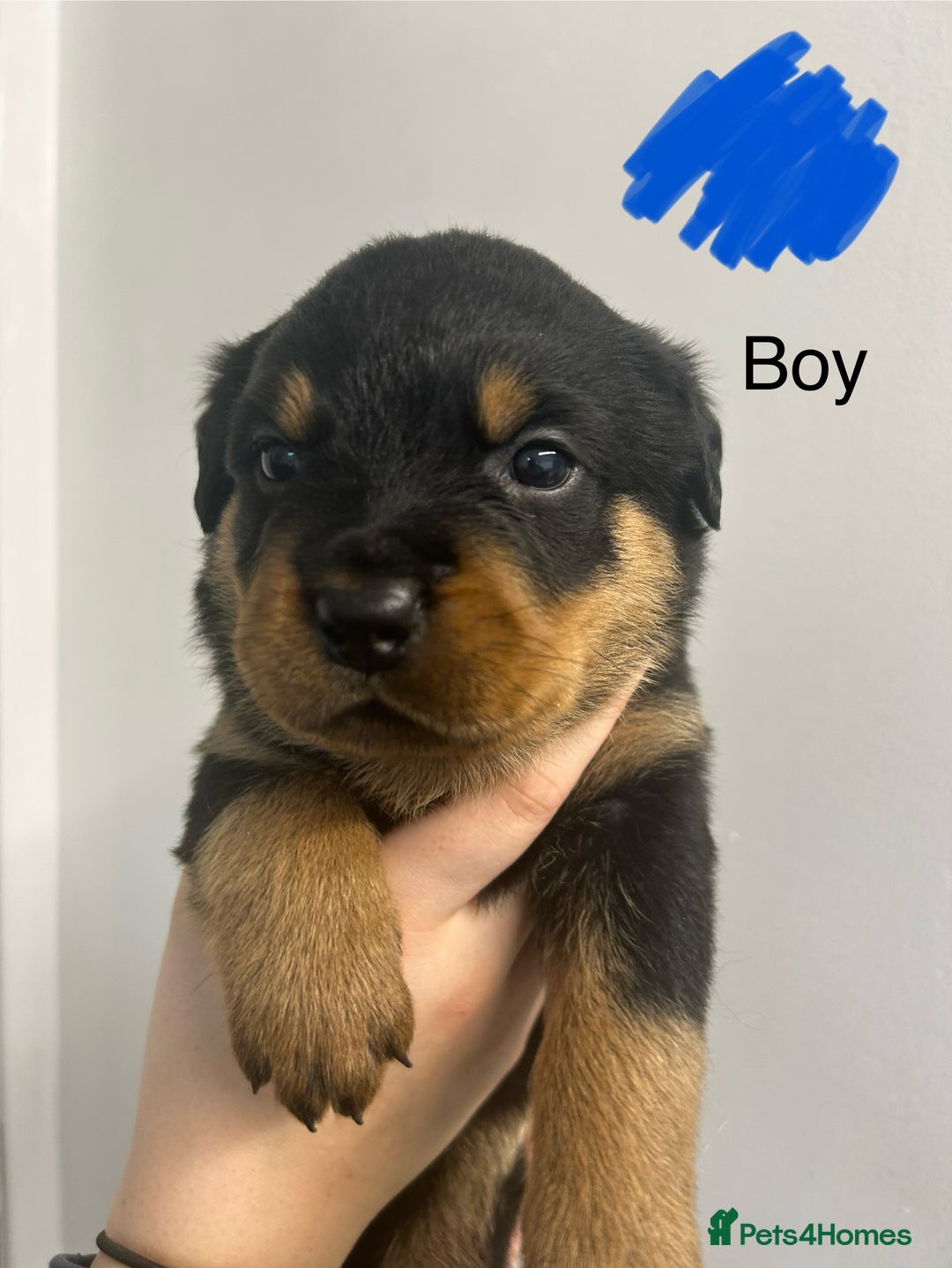 Rottweiler dogs for sale: 8 Chunky Rottweiler puppies for sale - Image 6