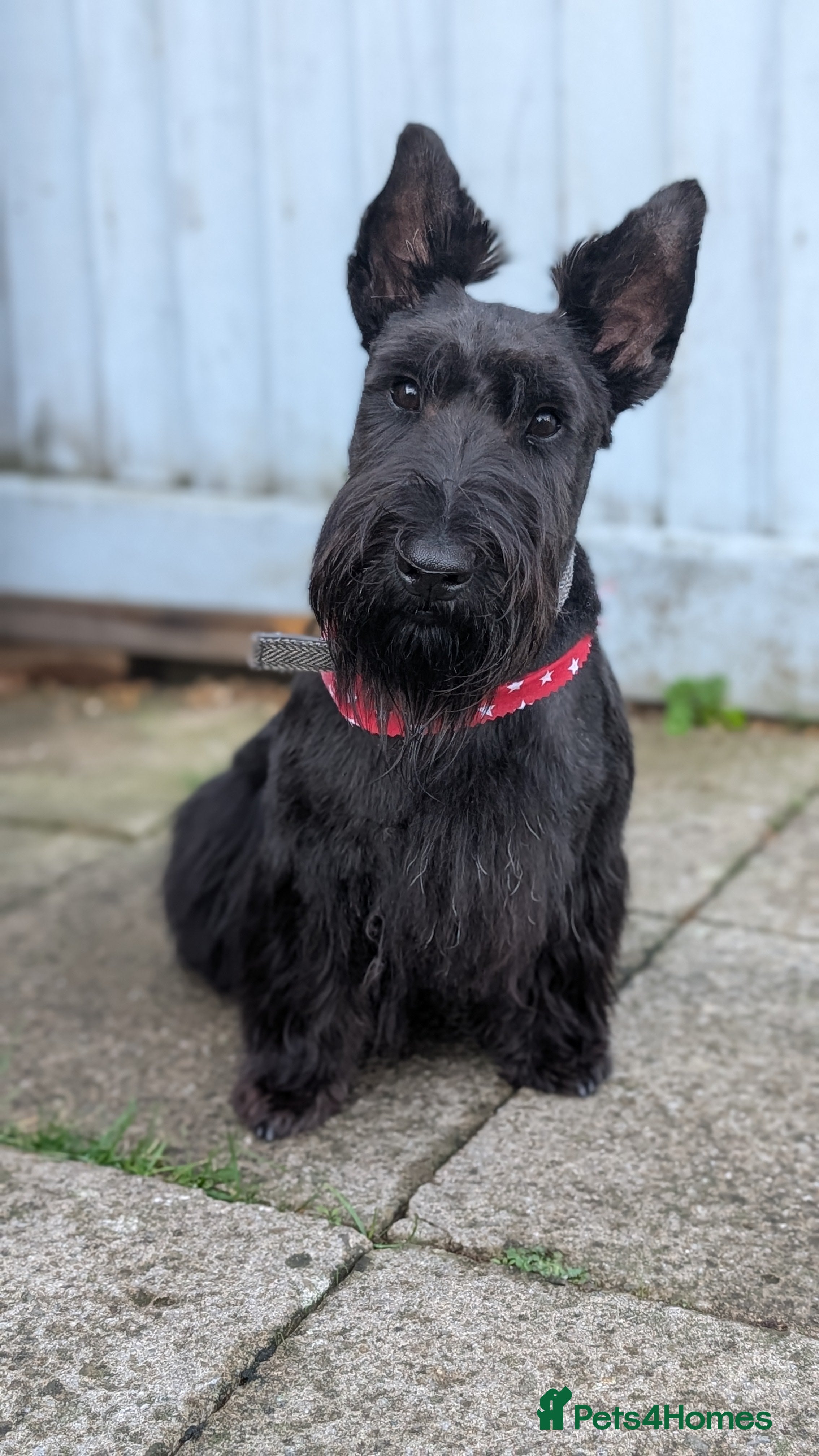 Scottish Terrier dogs KC Registered Scottish Terrier Available for Stud. - Advert 2