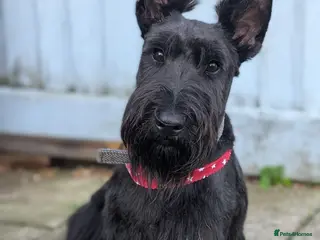 Scottish Terrier dogs KC Registered Scottish Terrier Available for Stud. - Advert 2