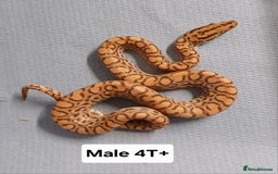 Boa Snake reptiles for sale: Brazilian Rainbow Boa's T-Albino - Advert 11