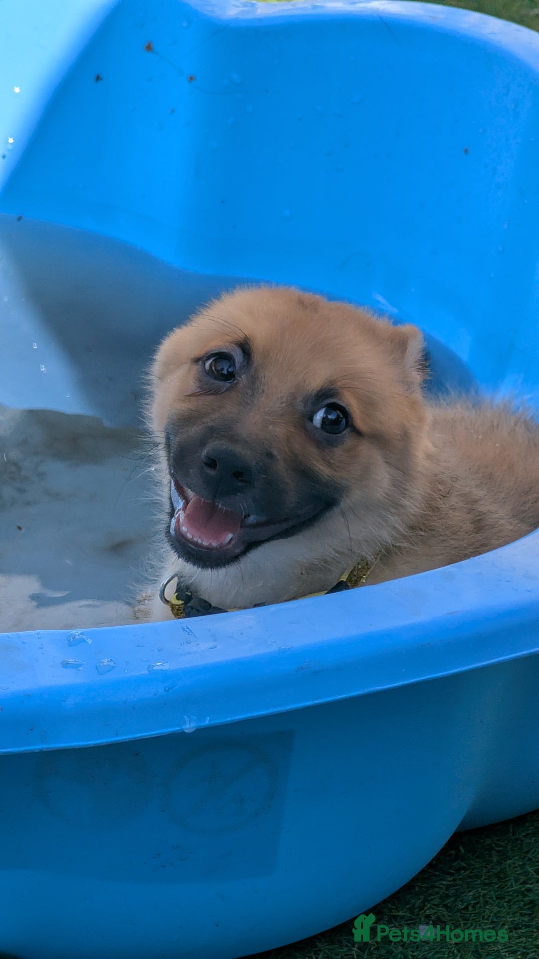 Mixed Breed dogs for sale: 1 girl and 1 boy available now  in London - Image 8