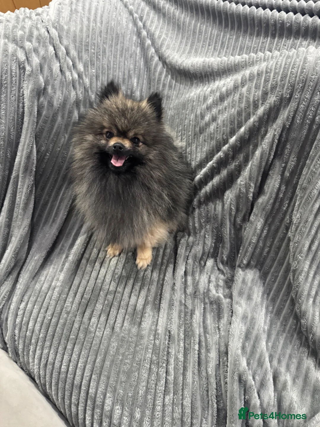 Pomeranian dogs for stud: Wolf sable Pomeranian boy for stud - Advert 4