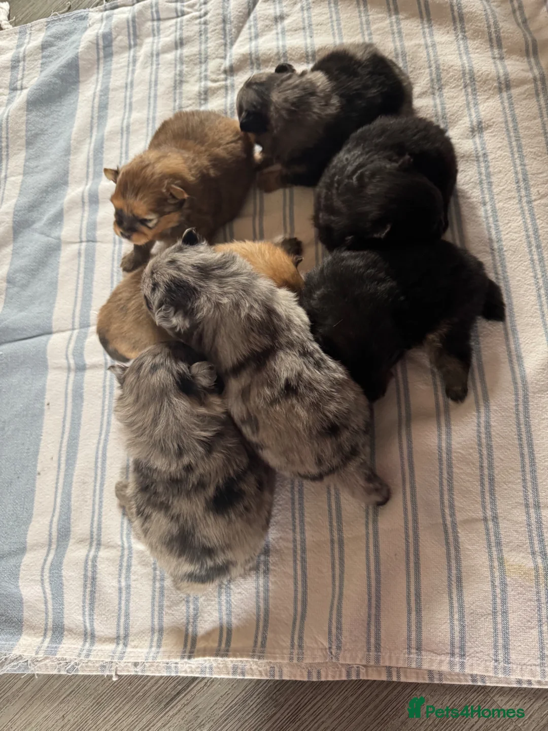 Pomeranian dogs for sale: Pomeranian in Stockport - Advert 1