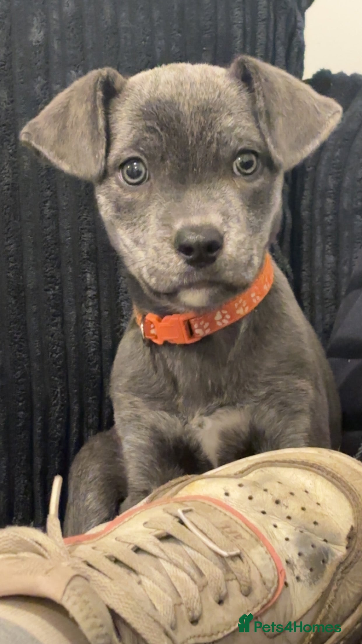 Mixed Breed dogs mixed breed cane corso.  - Advert 2