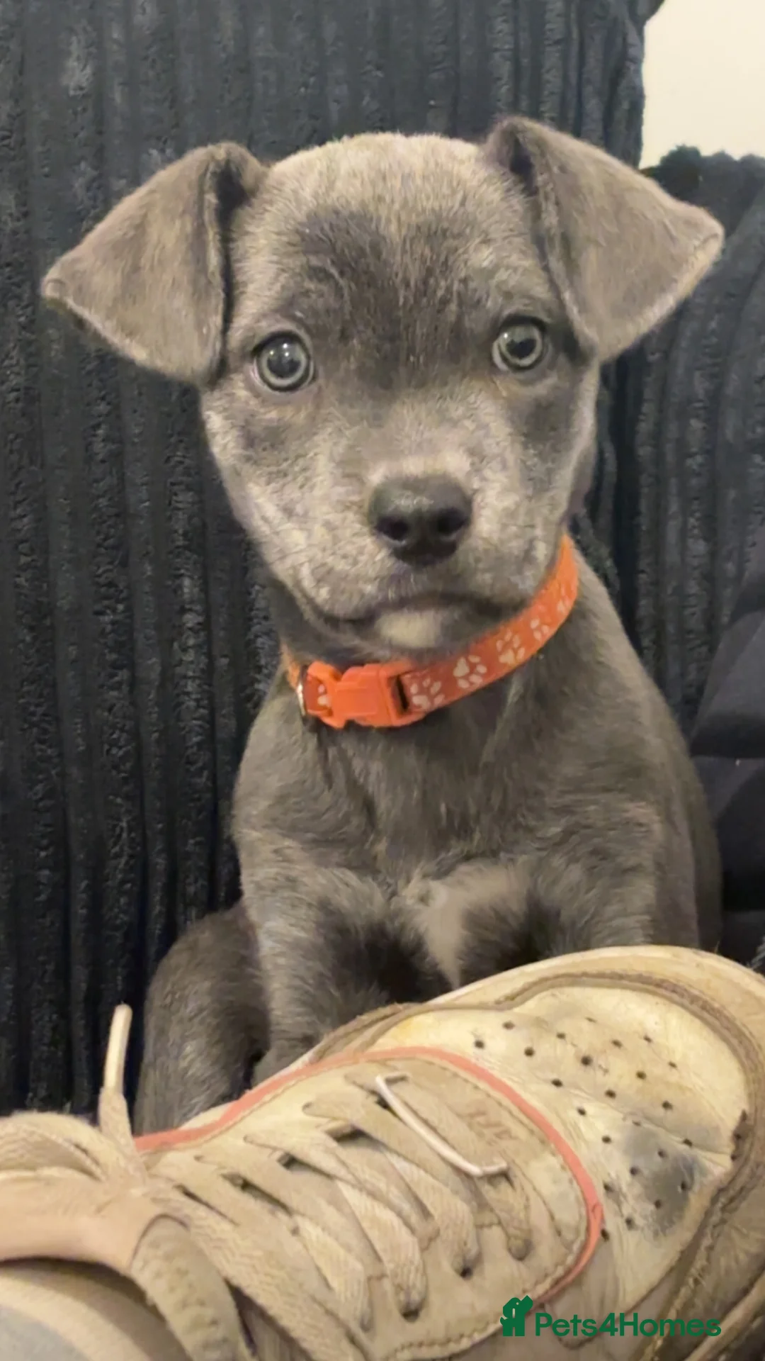 Mixed Breed dogs for sale: mixed breed cane corso.  in Faringdon - Advert 1