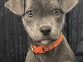 Mixed Breed dogs mixed breed cane corso. - Advert 1