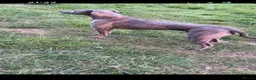 Lurcher dogs for sale: Bullx SalukiDeerhoundGreyhound  in York - Advert 9