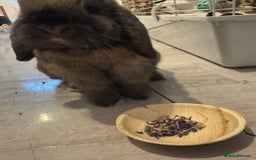 Mini Lop rabbits for sale: Looking for a forever home  - Image 3