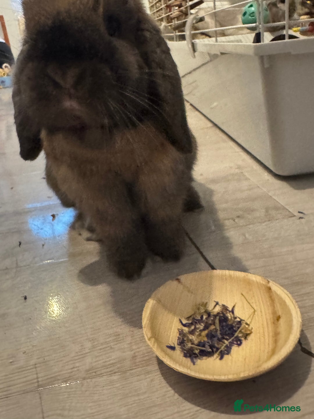 Mini Lop rabbits for sale: Looking for a forever home  - Image 3