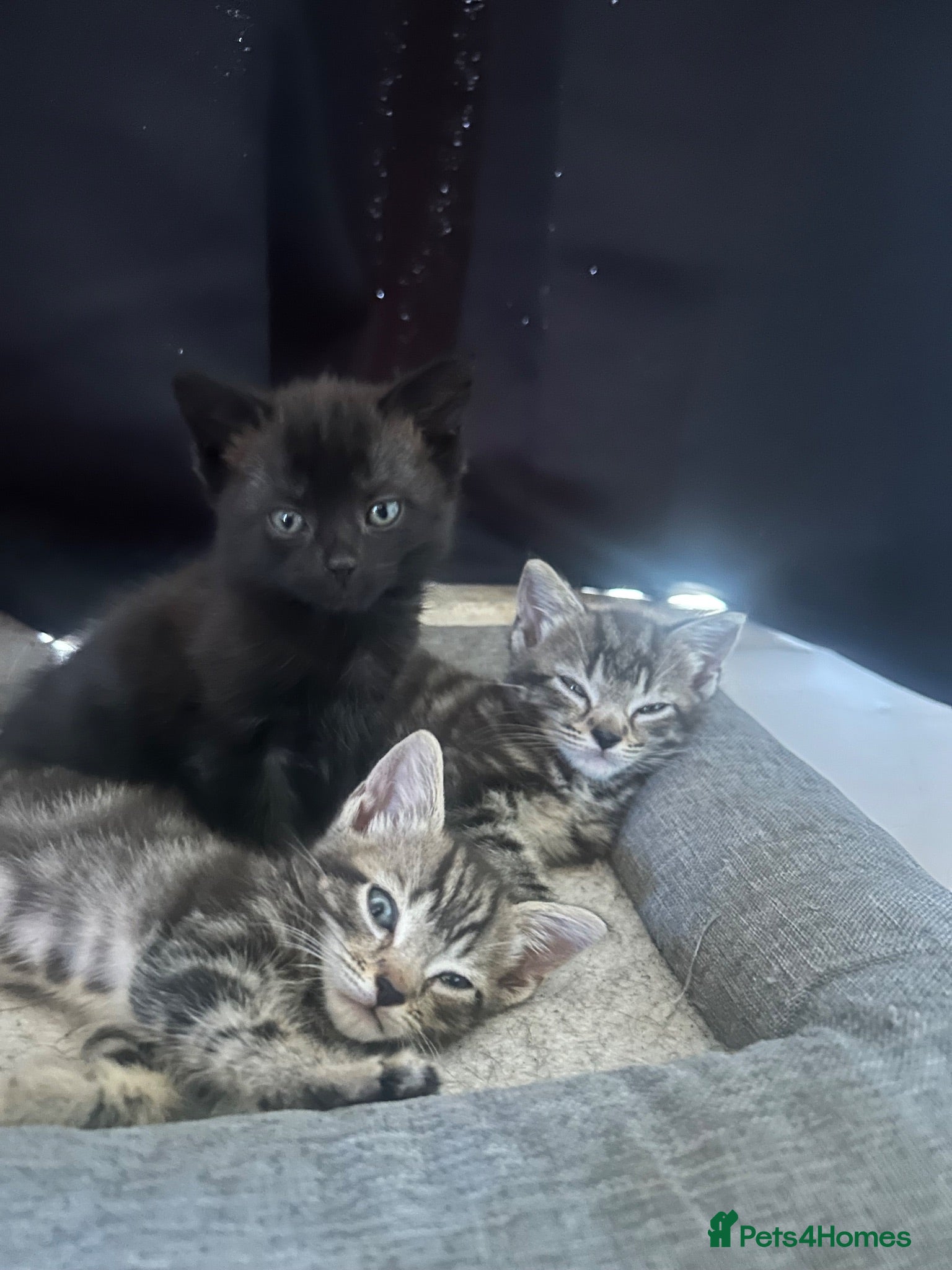 Mixed Breed cats 3 kittens ready for their new homes - Advert 7