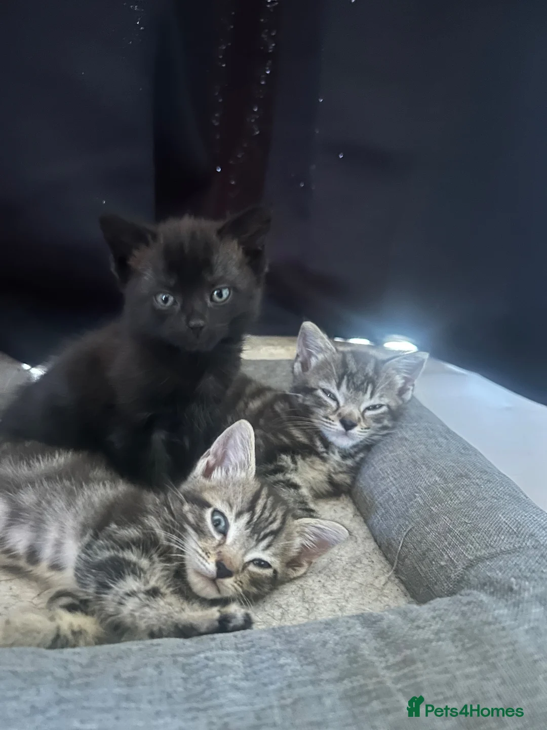Mixed Breed cats for sale: 3 kittens ready for their new homes - Advert 2