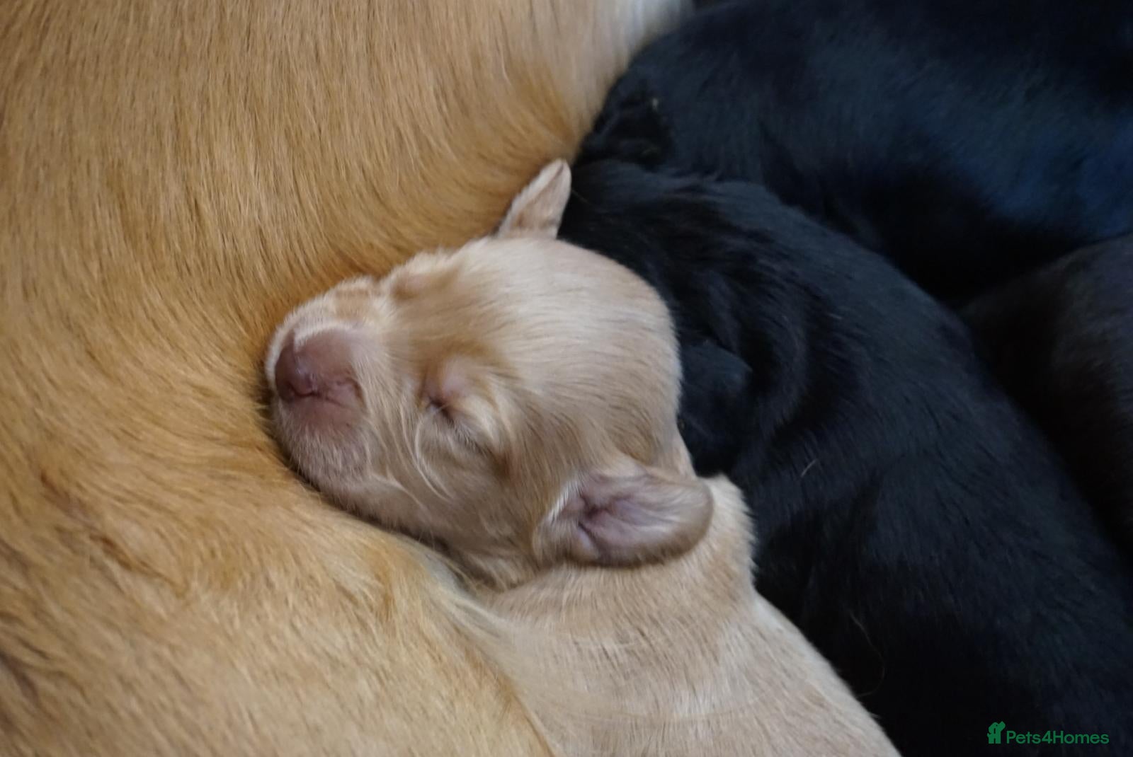 Cocker Spaniel dogs for sale: Cocker Spaniel puppies in Diss - Advert 10