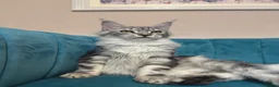 Maine Coon cats for sale: TICA Pedigree Registered Maine Coon Kittens - Advert 33