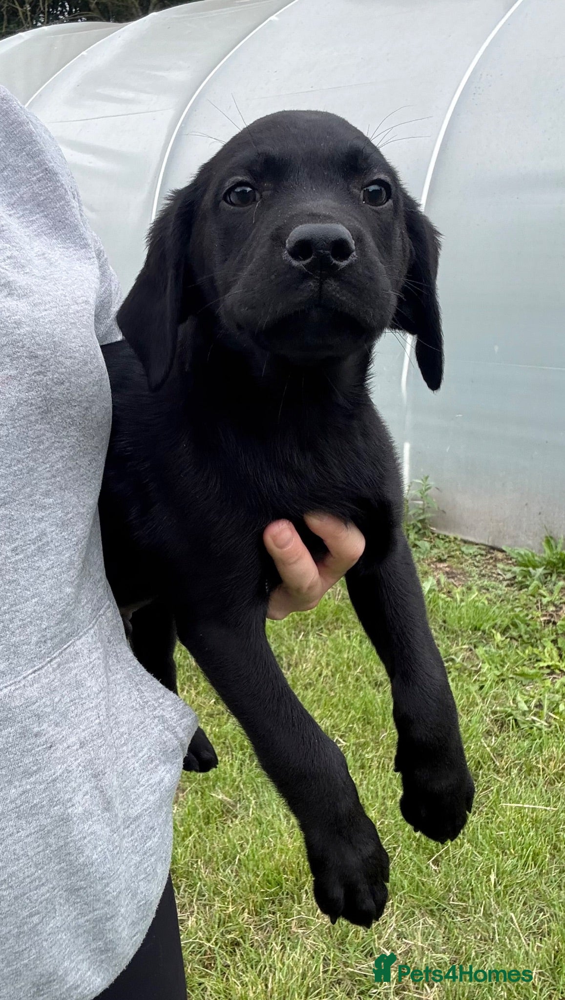 Labrador Retriever dogs New Arrivals at Westfena 🐾 Labradors  - Advert 1