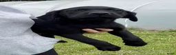 Labrador Retriever dogs for sale: New Arrivals at Westfena 🐾 Labradors  - Advert 3