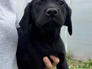 Labrador Retriever dogs for sale: New Arrivals at Westfena 🐾 Labradors - Advert 4