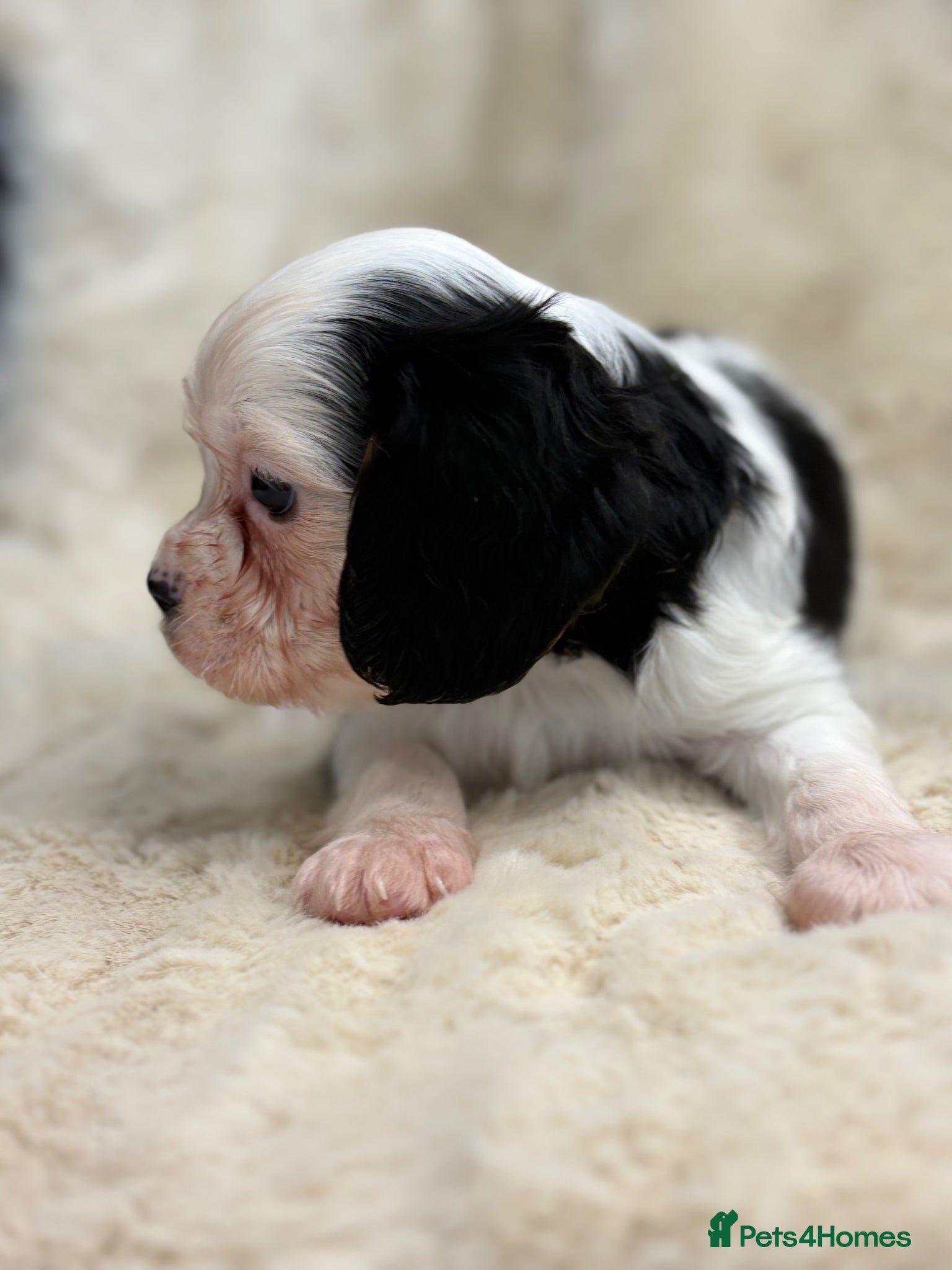Cavalier King Charles Spaniel dogs for sale: Health tested cavalier pups  - Advert 19
