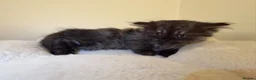 Mixed Breed cats for sale:  Persian mix kittens  in Bradford - Advert 33