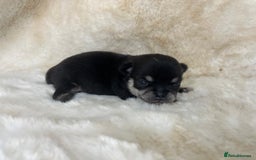 Chihuahua dogs for sale: Chihuahua 2 boys. Chocolate and black  - Image 13
