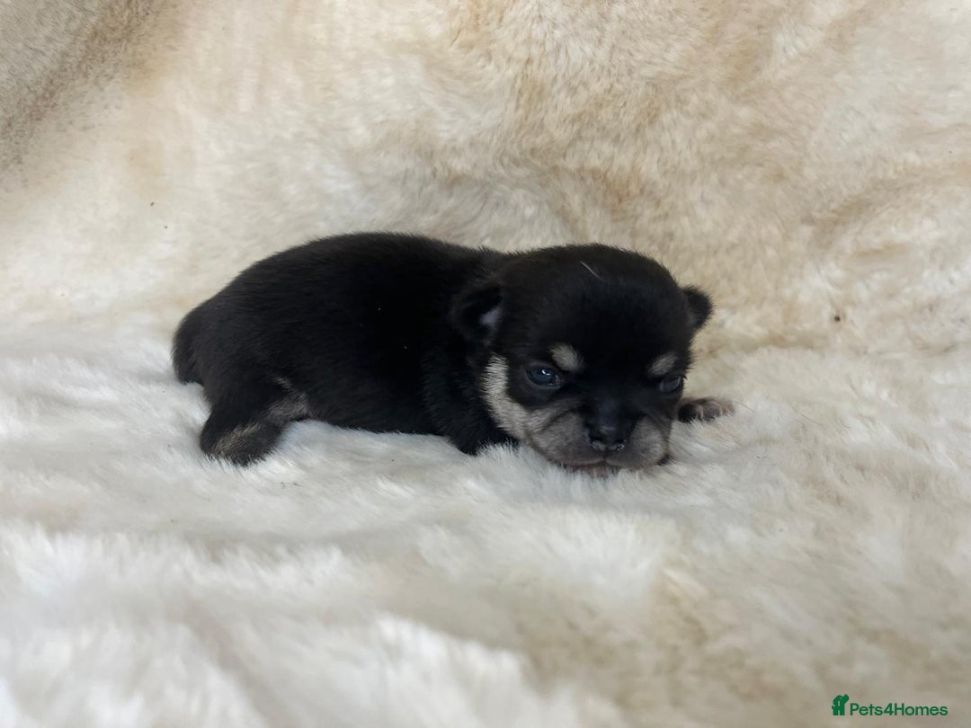 Chihuahua dogs for sale: Chihuahua 2 boys. Chocolate and black  - Image 13