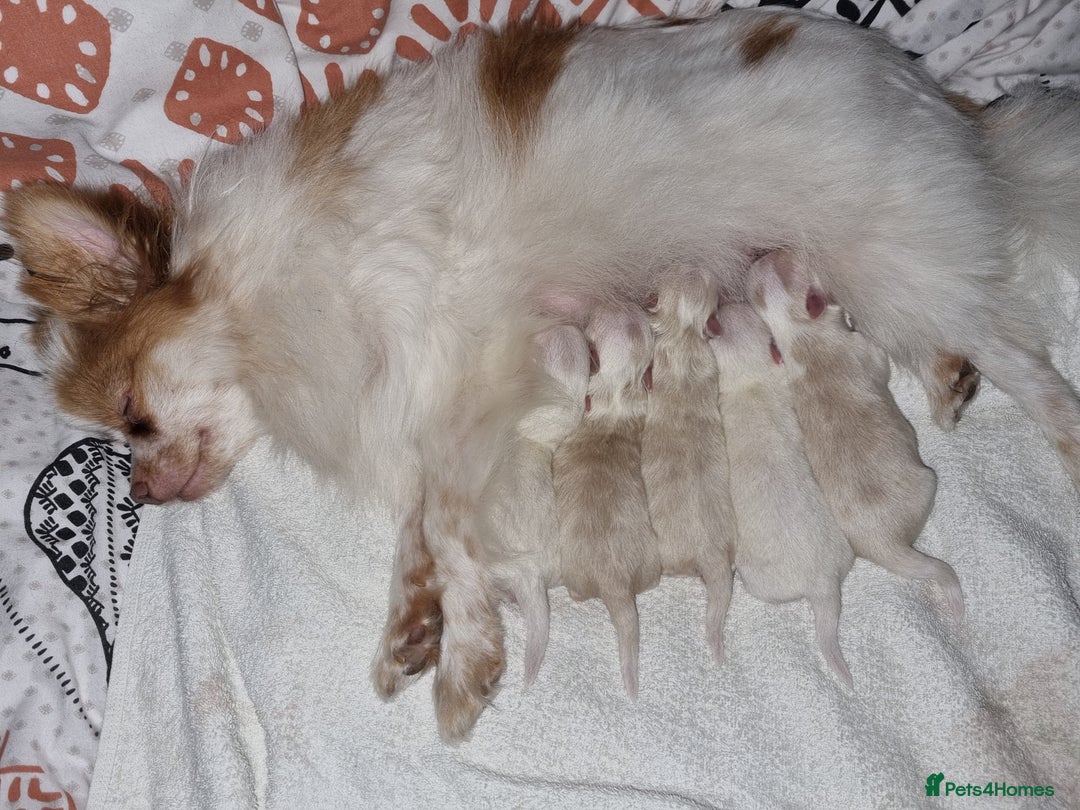 Pomchi dogs for sale: Adorable Pomchi Puppies - Viewings now welcome - Advert 14