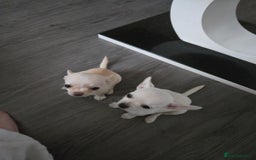 Chihuahua dogs for sale: Two chihuahua puppies for sale  - Image 2