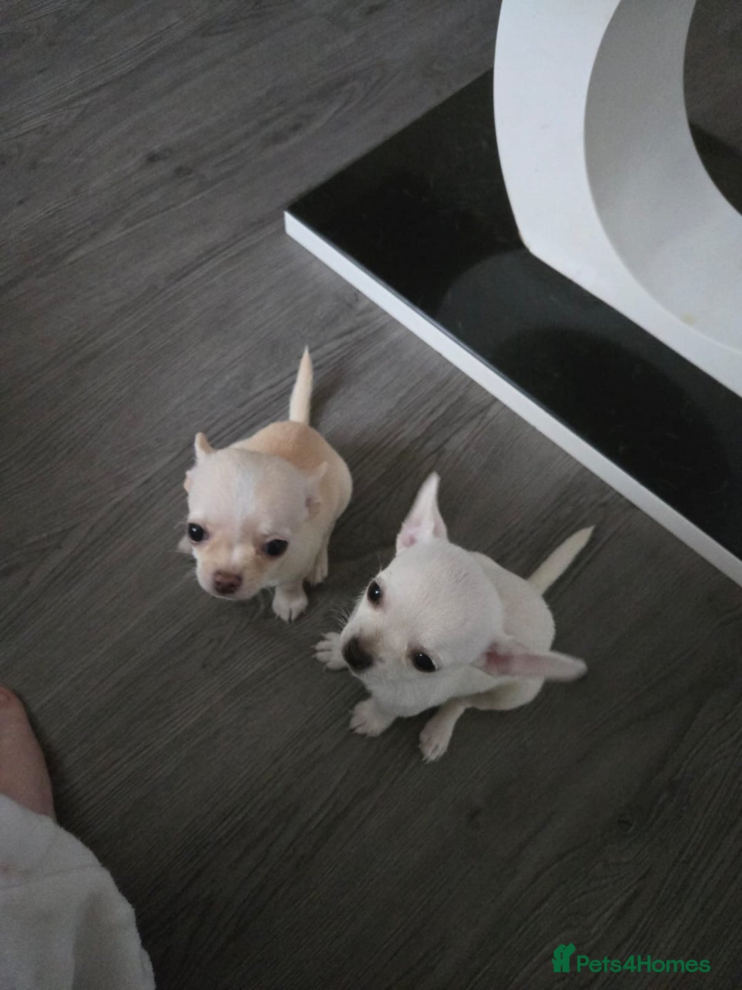 Chihuahua dogs for sale: Two chihuahua puppies for sale  - Image 2