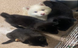 Huskita dogs for sale: Akita puppies  - Image 1