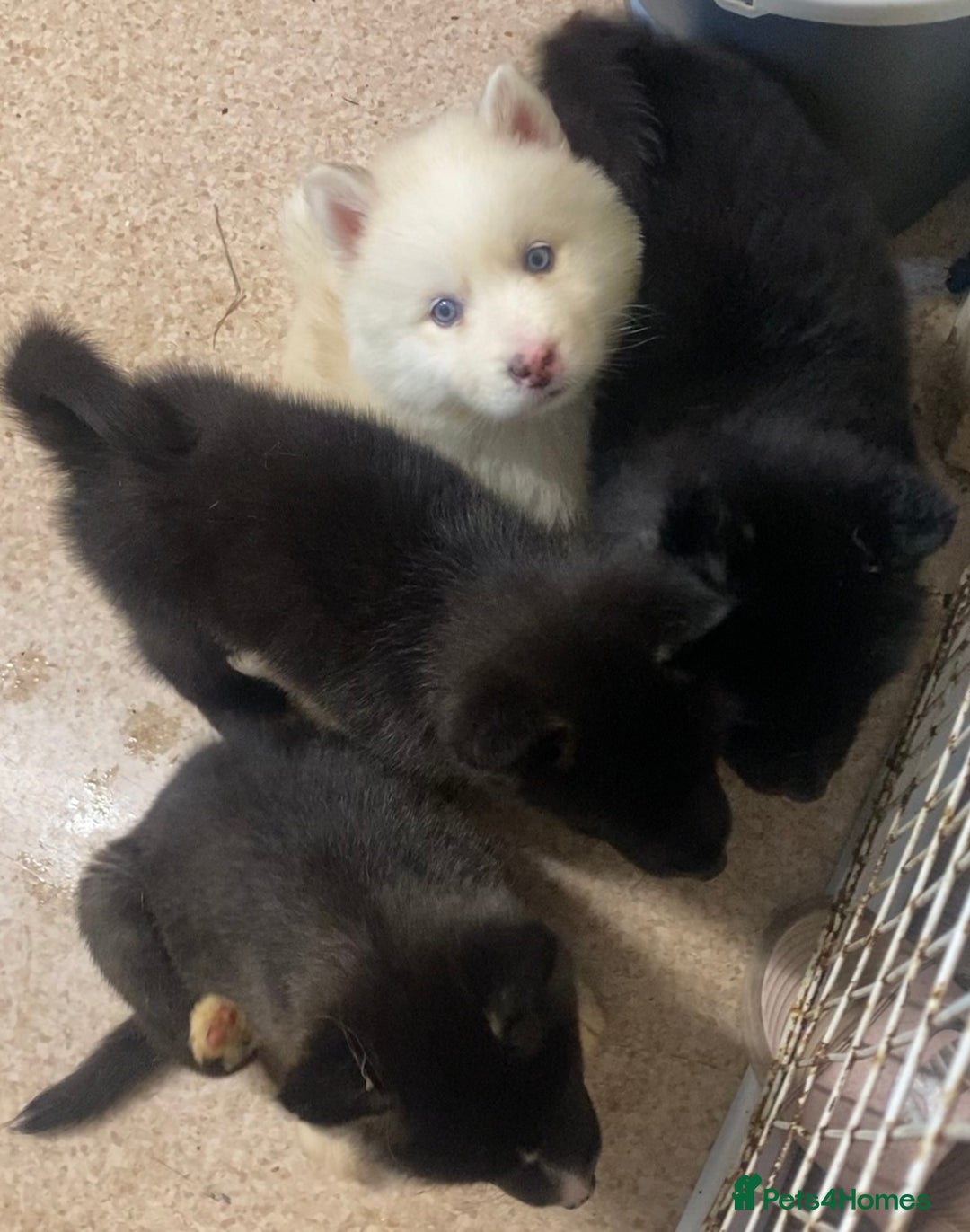 Huskita dogs for sale: Akita puppies  - Image 1
