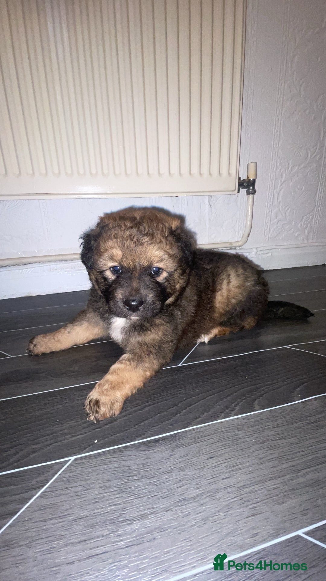 Mixed Breed dogs for sale: *only 1 male left* Malkita puppies 4 boys - Advert 11