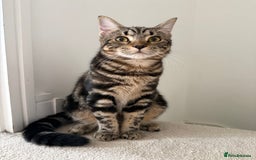 Mixed Breed cats for sale: Mixed tabby kittens  - Image 3