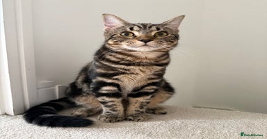 Mixed Breed cats - Advert 15