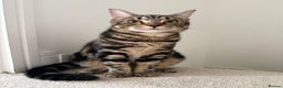 Mixed Breed cats for sale: Mixed tabby kittens  - Advert 3