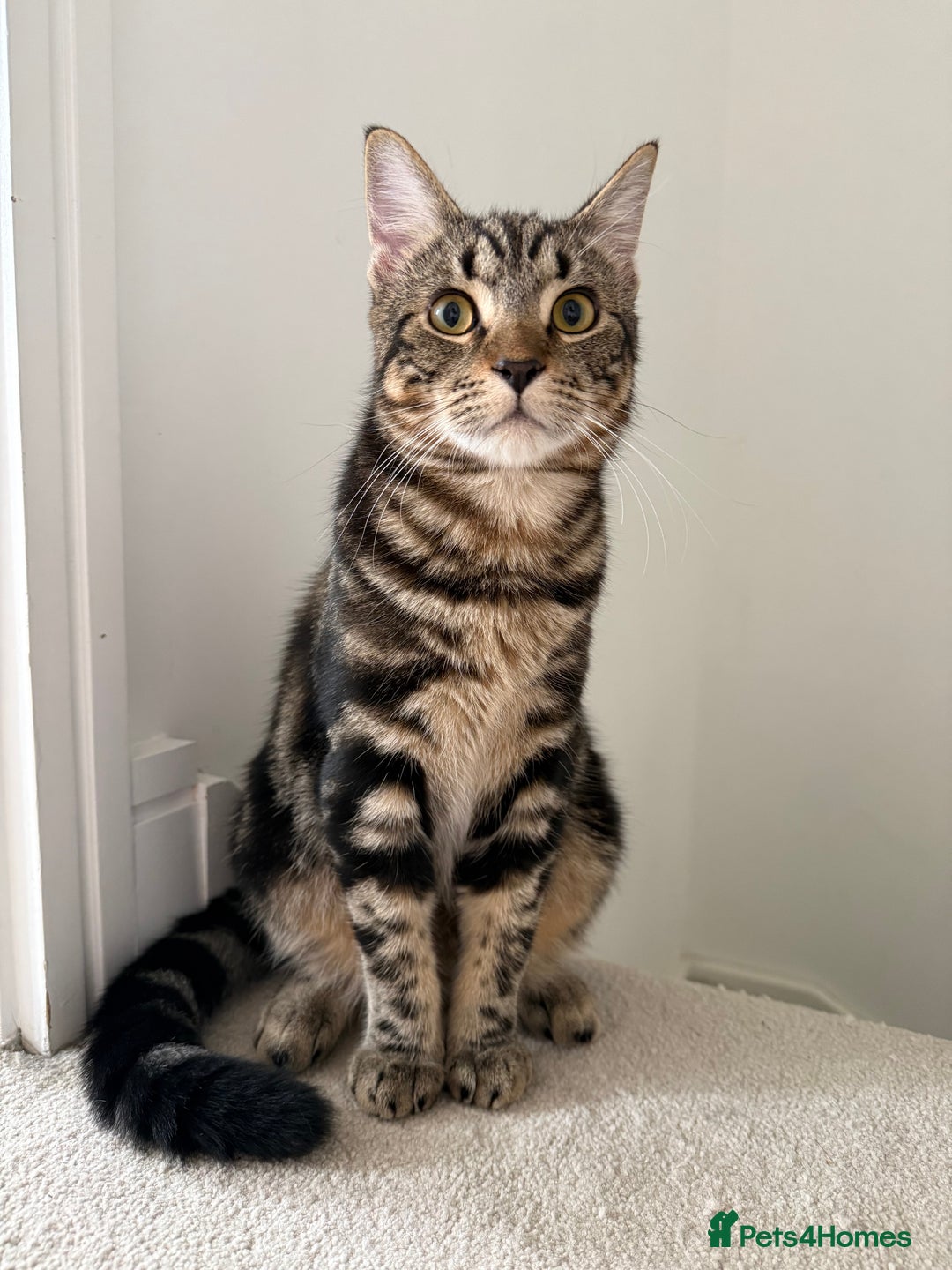 Mixed Breed cats for sale: Mixed tabby kittens  - Image 3