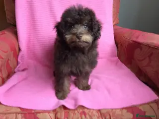 Toy Poodle dogs Chocolate Toy Poodles - Advert 12