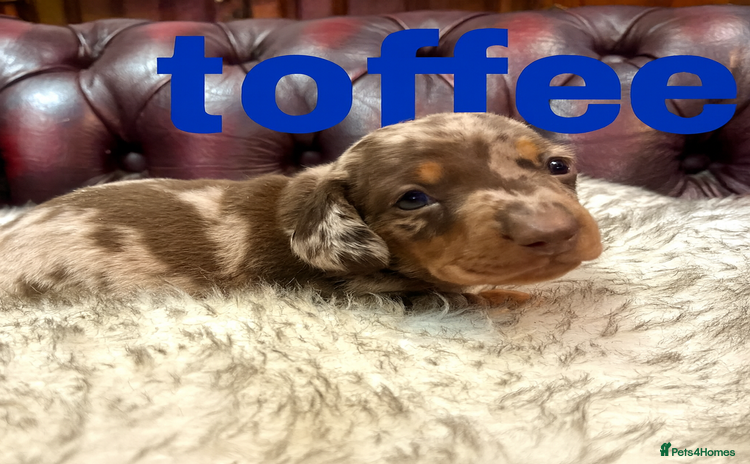 Miniature Dachshund dogs 💕 Collect 24th December only 2 KC REG boys left.  - Advert 9