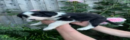 Border Collie dogs for sale: Border collie puppies - Advert 6