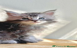 Maine Coon cats for sale: Xl Stunning Maine coon kittens  - Image 10