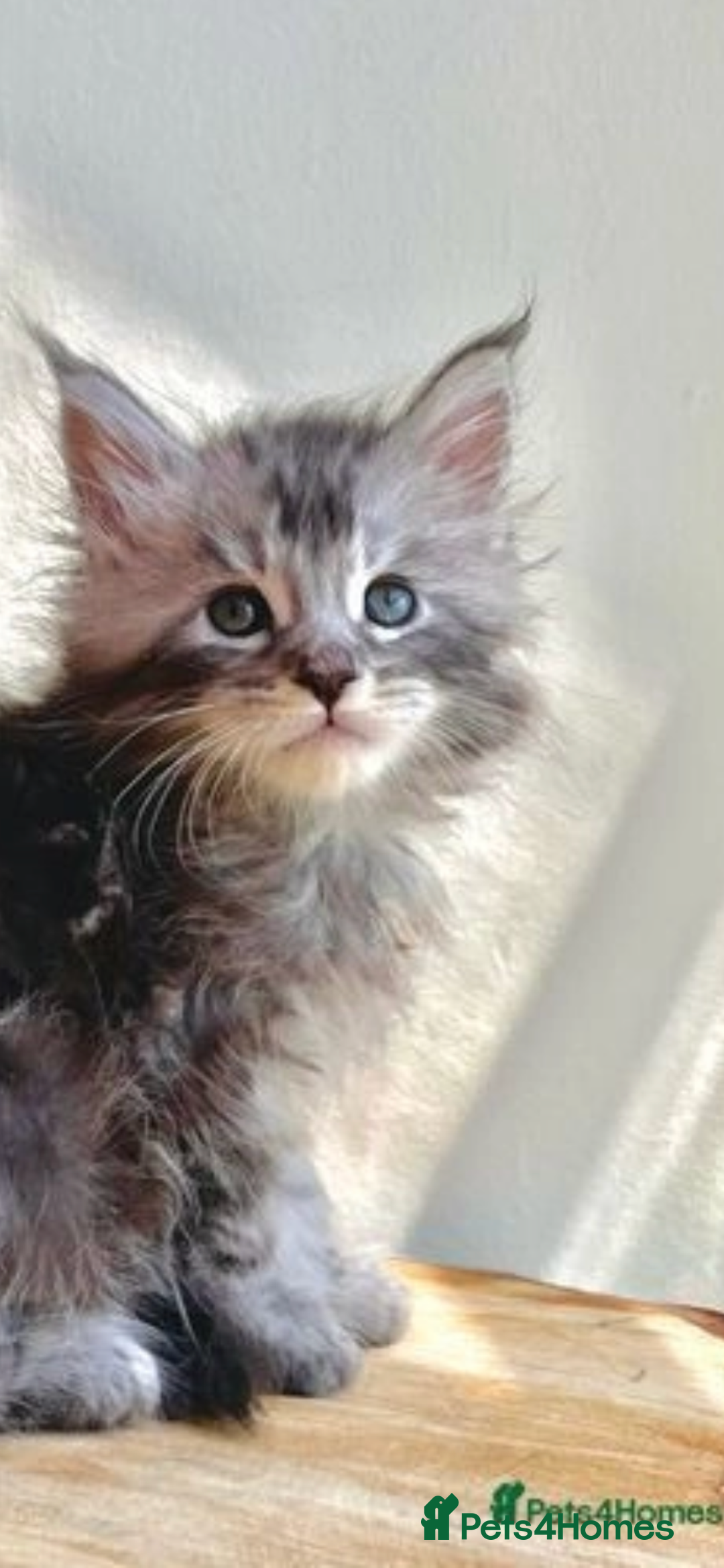 Maine Coon cats for sale: Xl Stunning Maine coon kittens  - Image 10