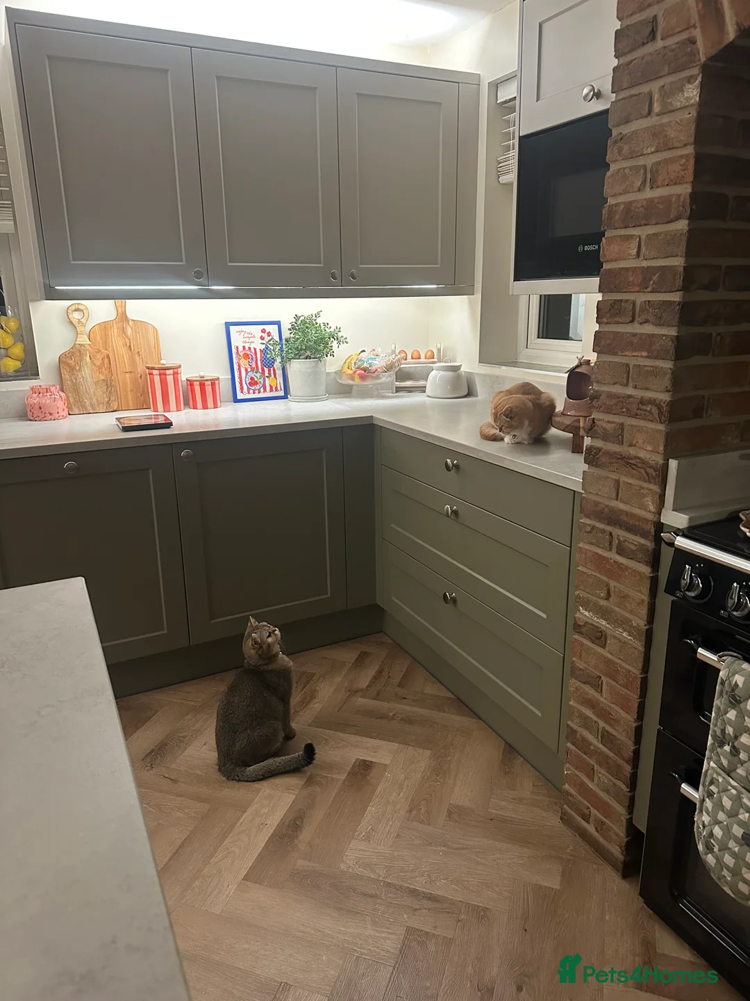 Scottish Fold cats for sale: Coco & Pumpkin  - Advert 8